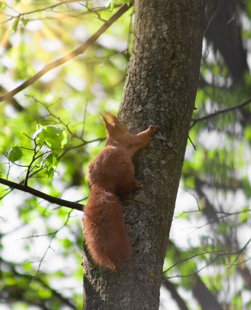 Red squirrel on a tree in the bright sun