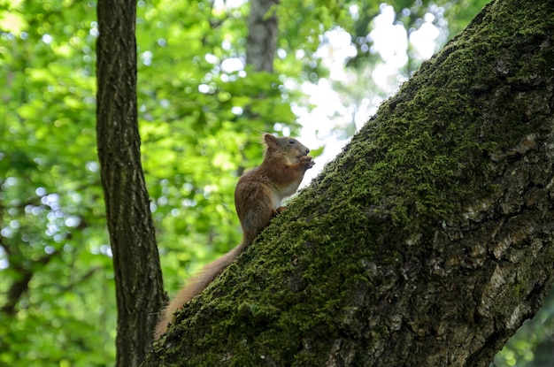 Scoiattolo rosso su un albero nella foresta