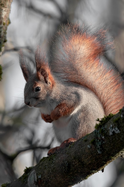 red squirrel in a tree in the forest