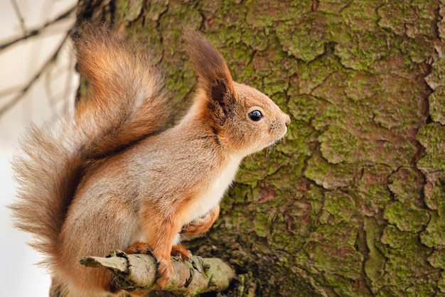 Рыжая белка на дереве Sciurus vulgaris