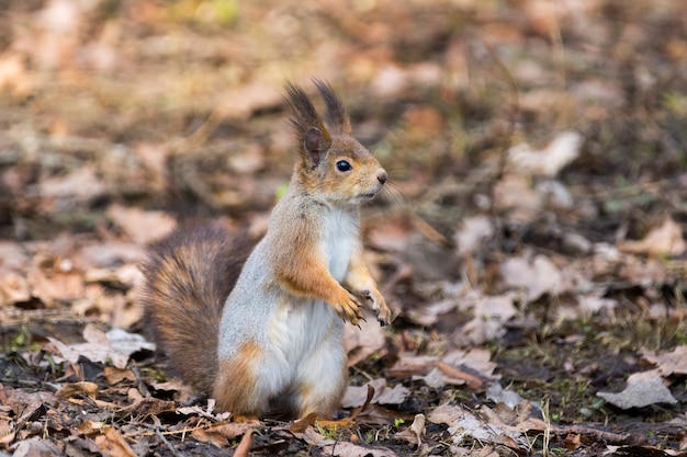 Red squirrel on a tree