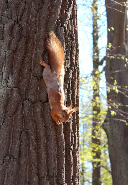 Foto scoiattolo rosso sul tronco dell'albero il giorno d'estate