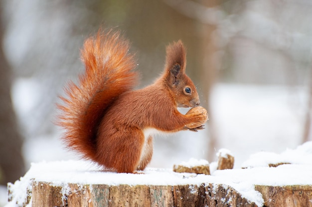 Red squirrel in the winter forest closeup