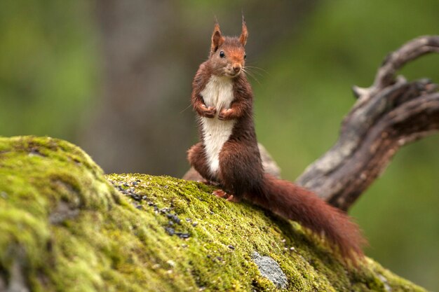 Red squirrel with the first lights of dawn on a rainy day in winter