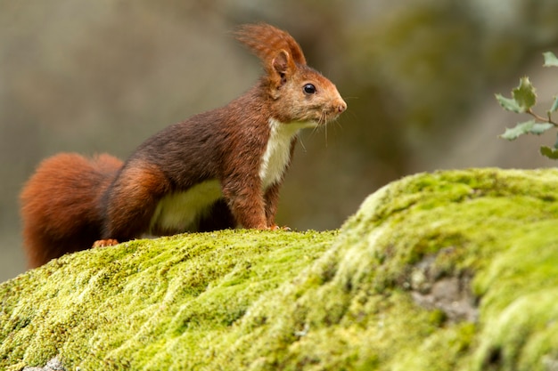 Red squirrel with the first lights of dawn on a rainy day in winter