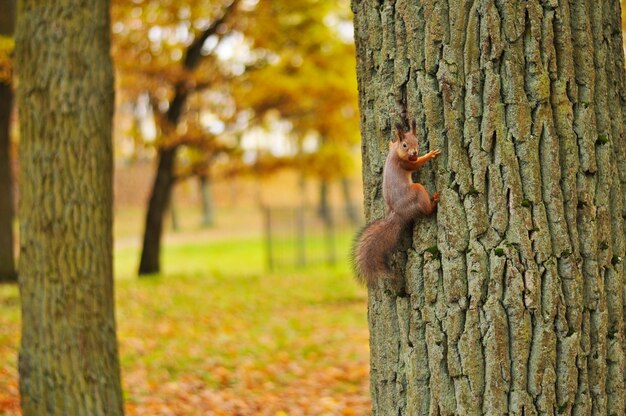 A red squirrel with a fluffy tail climbs a tree in an autumn park