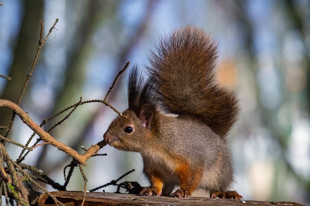 A red squirrel with a fluffy tail looks at the camera Posing