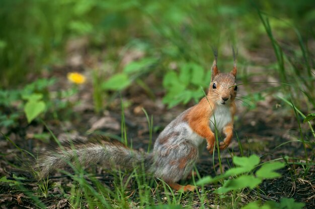백발의 등을 가진 붉은 다람쥐가 잔디에서 달리는 모습을 돌아 본다.