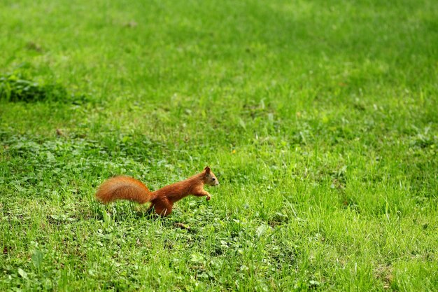 Red squirrel with a lawn mower and a peanut