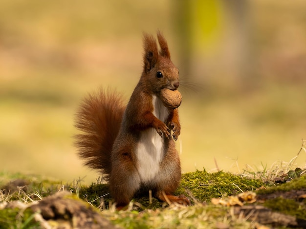 Red squirrel with a nut in its mouth blurred light background