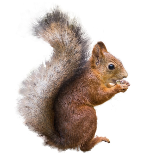 Red squirrel with a nut on a white background isolate