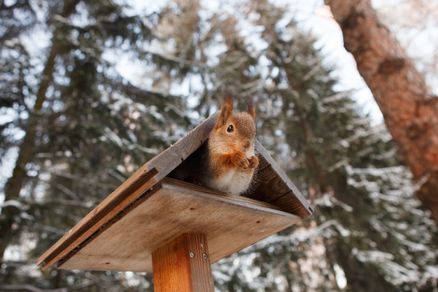 Red squirrel in a wooden trough in winter park