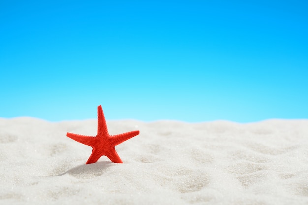 Red starfish on the beach on of blue sky