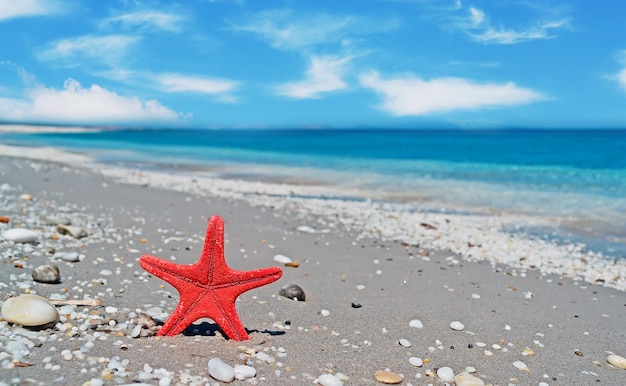 Red starfish by the shoreline on a cloudy day