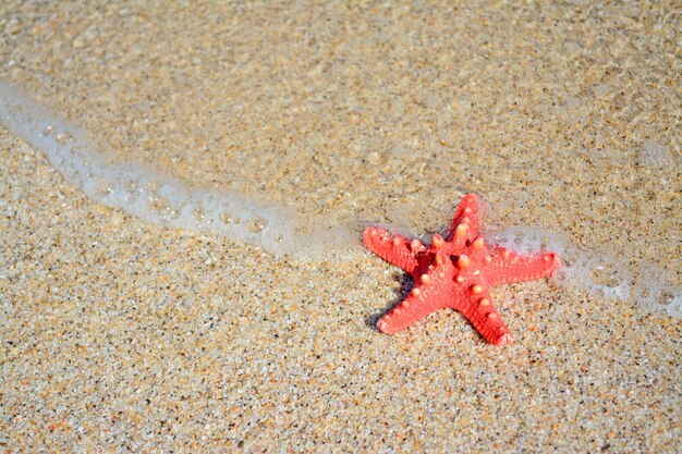 Red starfish on a golden foreshore