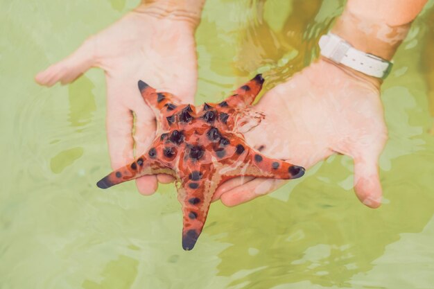 Red starfish in the hands next to the sea