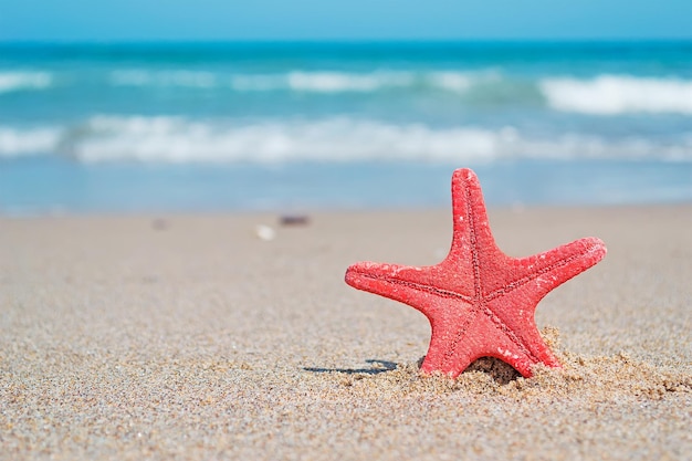 Red starfish on the sand