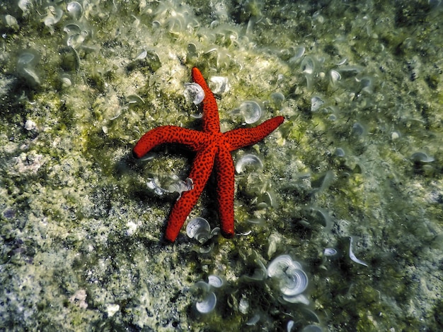 Foto le stelle rosse sul fondo del mare