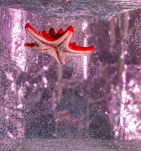 Red starfish swims in the water on a pink background