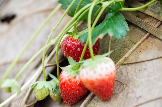 Red strawberries on the farm