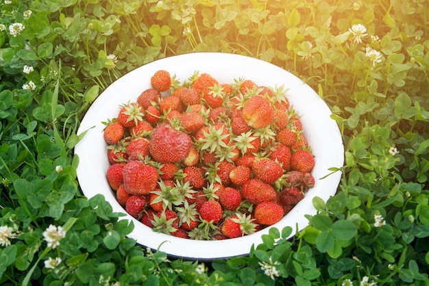 Red strawberries in a white bowl. Natural food, a healthy lifestyle.