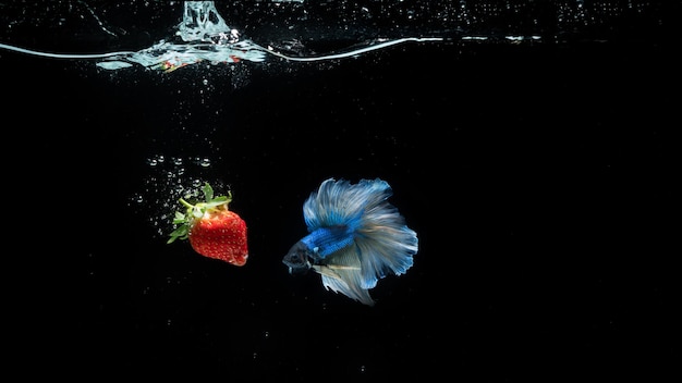 Фото Красная клубника и голубая бетта-рыба на сплошном черном фоне