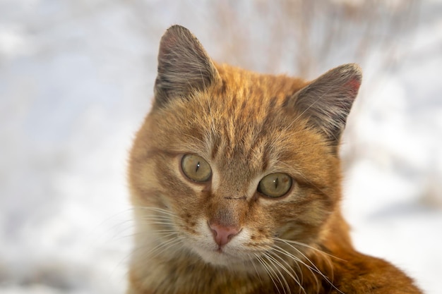 A red street cat sits behind glass on a window and begs for a house