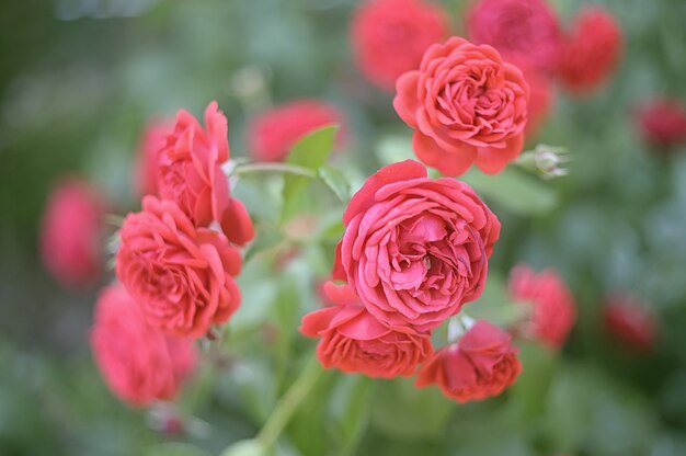 Red summer roses in the garden