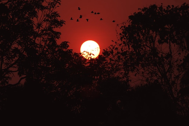 A red sun with birds flying in the sky