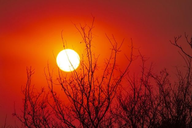 Red sunset behind the silhouettes of the trees