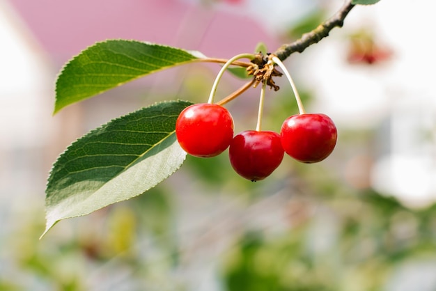 Red and sweet cherries on a branch just before harvest in early summer