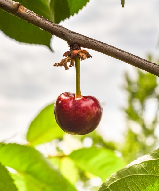 Red and sweet cherries on a branch just before harvest in early summer