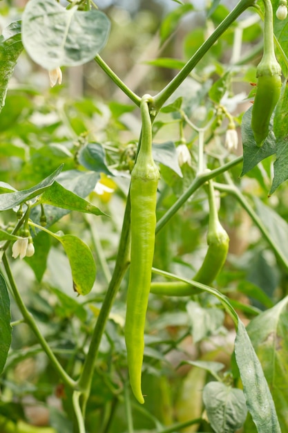 Red sweet pepper, cooking raw material on plant.