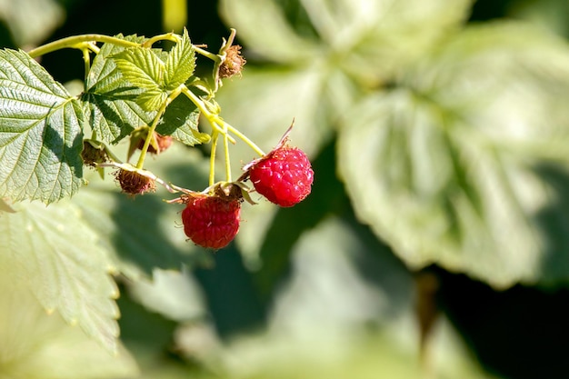 Red sweet raspberry berry in the garden