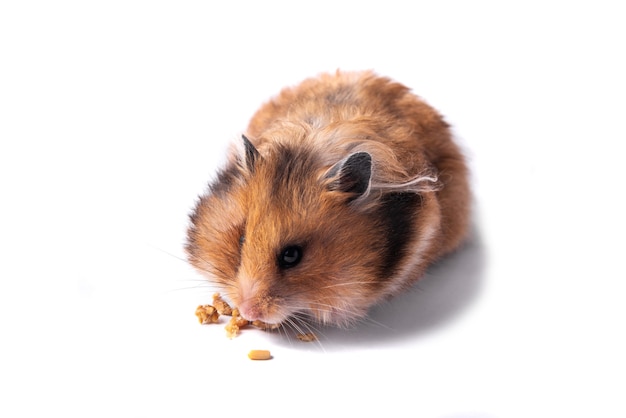 Red Syrian hamster on a white background eats carrots