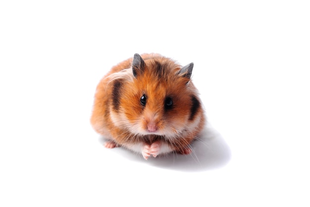 Red Syrian hamster on a white background