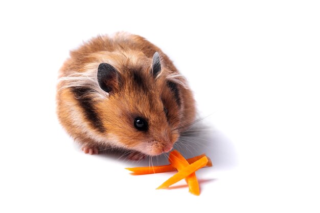 Red Syrian hamster on a white background