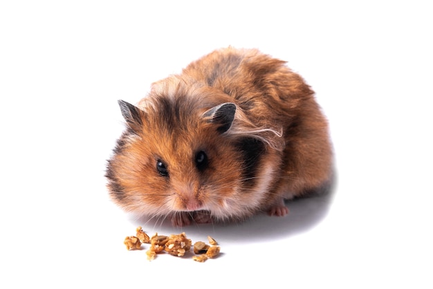Red Syrian hamster on a white background
