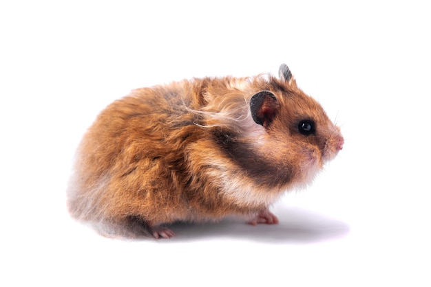 Red Syrian hamster on a white background