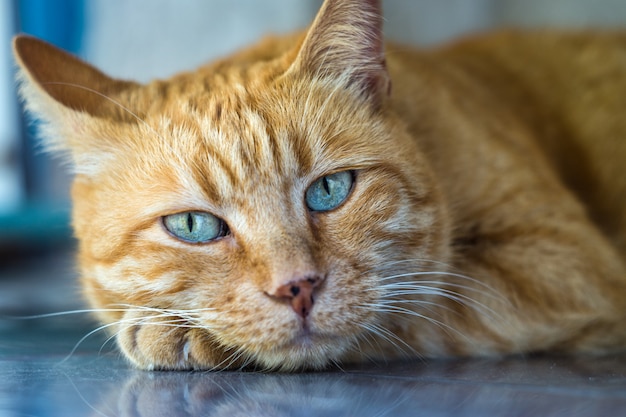 Red tabby cat close up