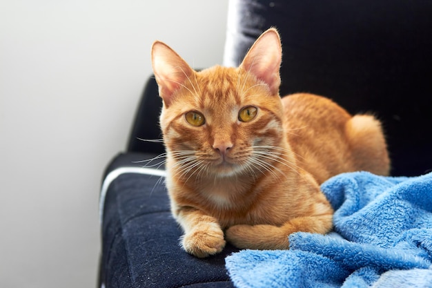 A red tabby cat with big red eyes lying on a black sofa on a bright sunny day