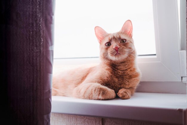 A red tabby domestic cat is lying on the windowsill and posing. A beautiful charming mustachioed pet