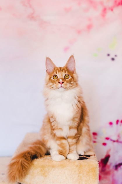 Red Tabby Maine Coon Kitten