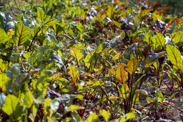 Red table beet in the field cultivation of red beet used for cooking borscht