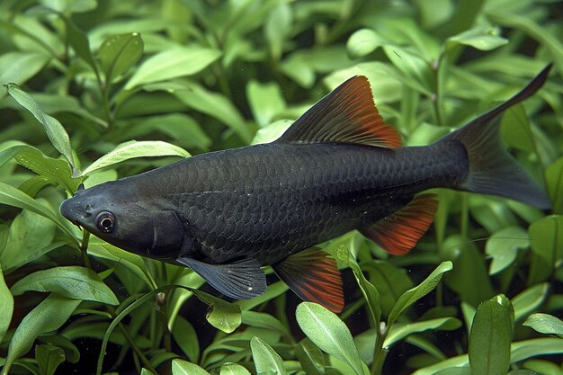 Red tailed black shark swimming among aquatic plants