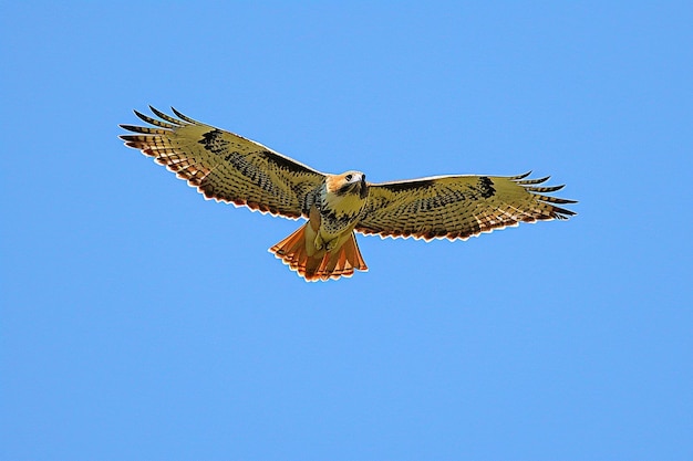 A red tailed hawk soaring high