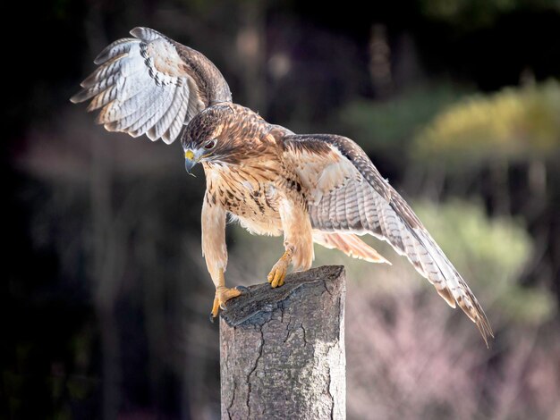 Foto un falco dalla coda rossa che cerca di sedersi su un tronco