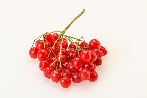 Red tasty and juicy Viburnum berries