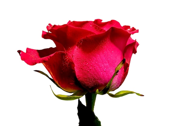 Красная чайная роза на белом фоне
