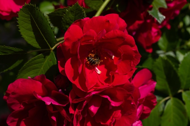 Red tee roses with bees